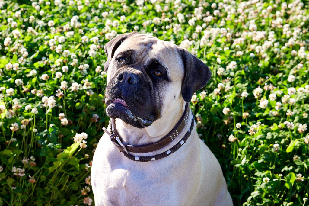 bullmastiff wilma