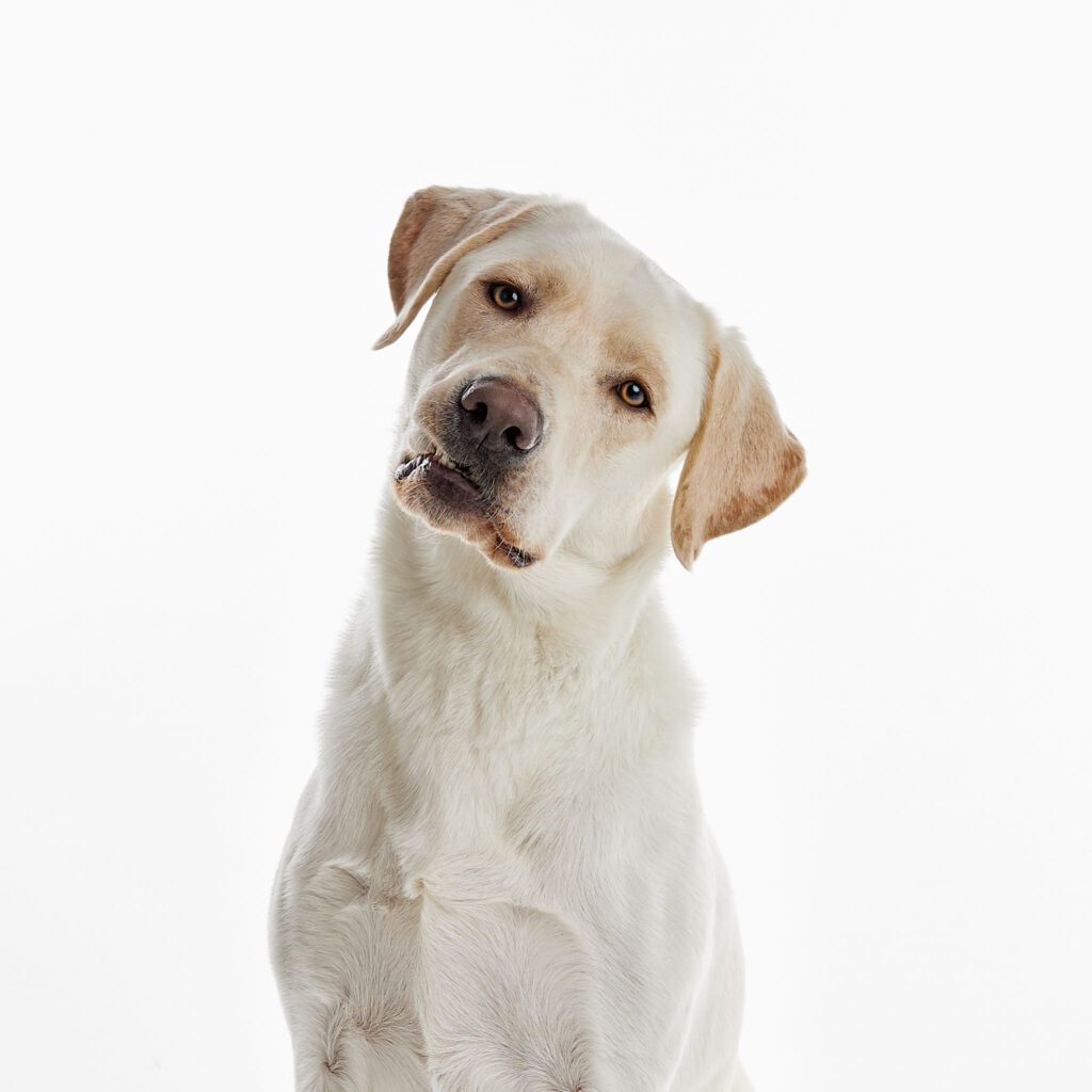 den smilende hund meyer